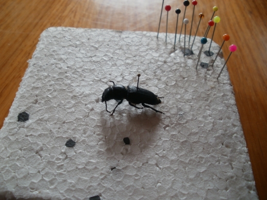 Počátek preparace brouka