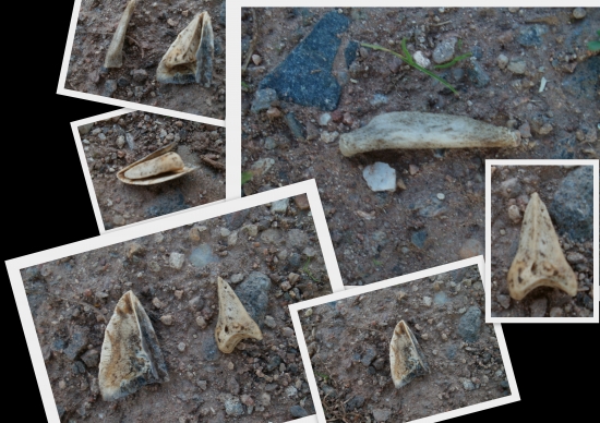 Poradíte co je ta delší kost zač?