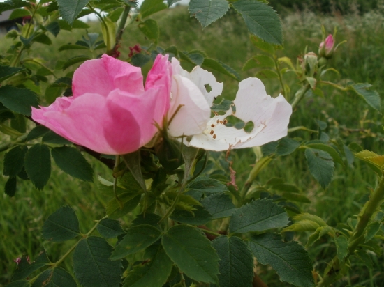 Bílý vs. růžový