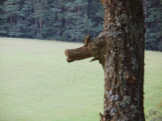 Prasopes dobroučský