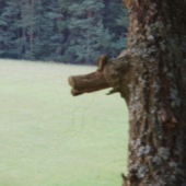 Prasopes dobroučský