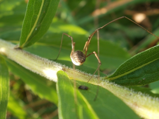 Johana s dlouhýma nohama