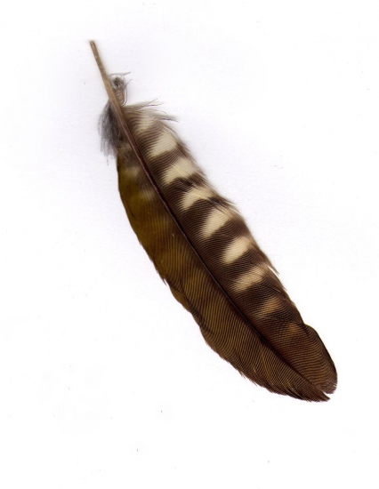 Z jakého ptáka pochází toto pírko ?