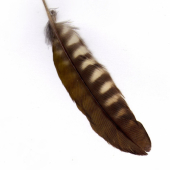 Z jakého ptáka pochází toto pírko ?