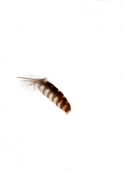 Z čeho je toto pírko?