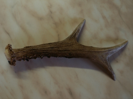 Můj třetí parůžek