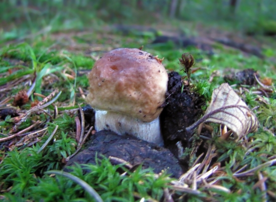 Dubáčik-prvý tohoročný.