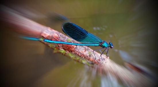 Calopterygidae - motýlicovití