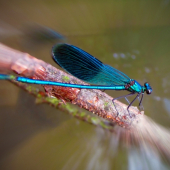 Calopterygidae - motýlicovití