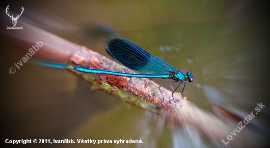 Calopterygidae - motýlicovití