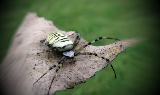 Križiak pásavý (Argiope bruennichi)