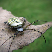 Križiak pásavý (Argiope bruennichi)