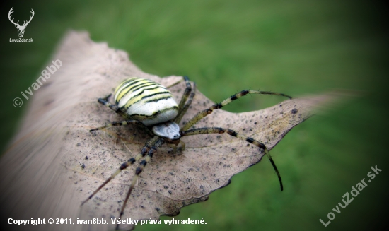 Križiak pásavý (Argiope bruennichi)