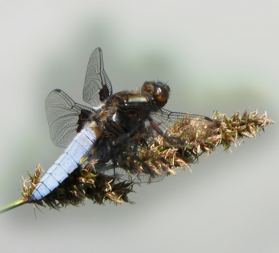 Vážka ploská (Libelulla depressa L.)