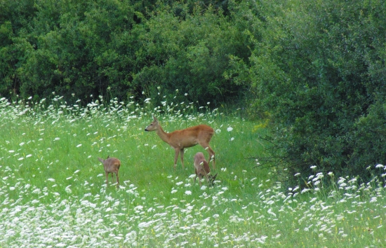 Srnčia rodinka.
