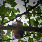 Zvedavá veverička.