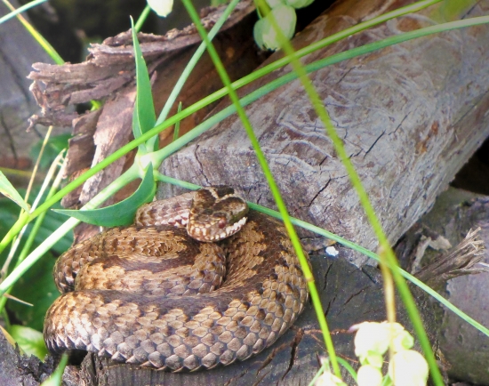 Vipera berus