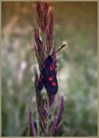 vretienka obyčajná