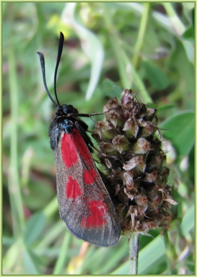 vretienka obyčajná