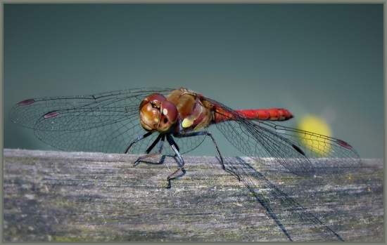 Sympetrum sanguineum