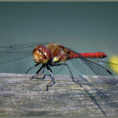 Sympetrum sanguineum