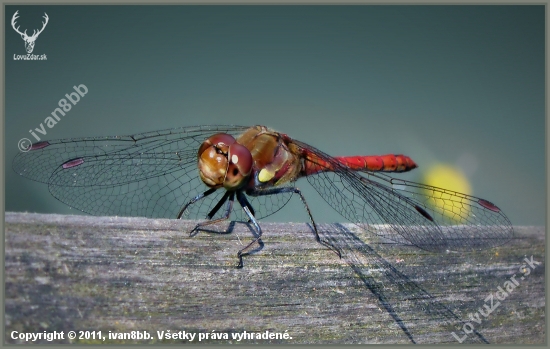 Sympetrum sanguineum