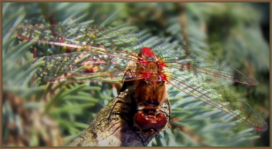 Sympetrum sanguineum
