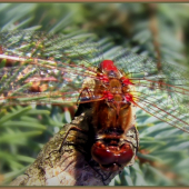 Sympetrum sanguineum