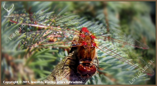 Sympetrum sanguineum