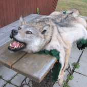 vlk (Canis lupus)