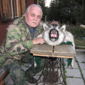 vlk (Canis lupus)