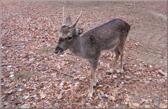 daniel škvrnitý - dama dama