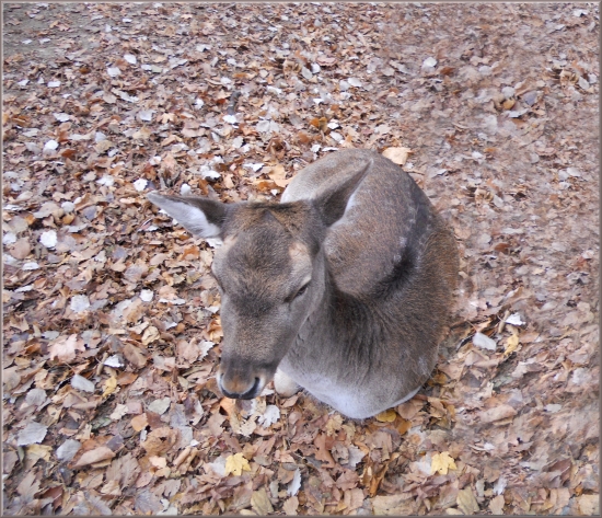 daniel škvrnitý - dama dama