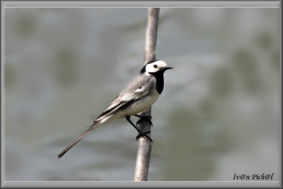 Motacilla alba