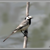 Motacilla alba