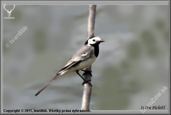 Motacilla alba