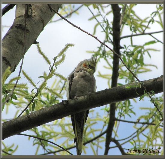 Nymphicus hollandicus (Niekomu uletela)