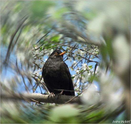 Drozd čierny (Turdus merula)