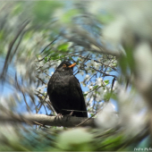 Drozd čierny (Turdus merula)