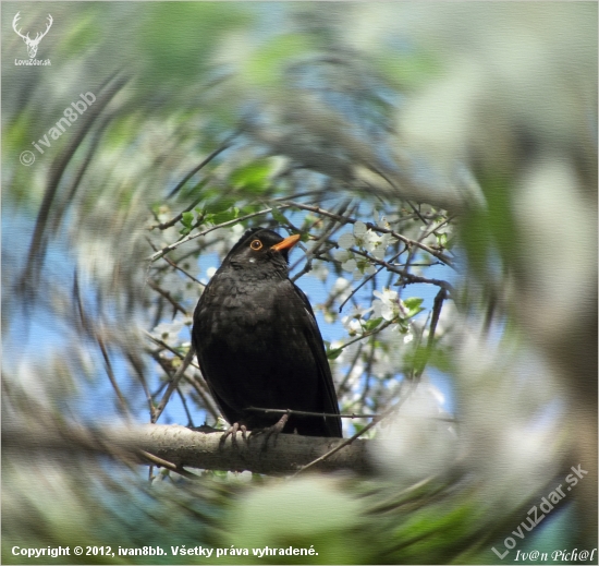 Drozd čierny (Turdus merula)