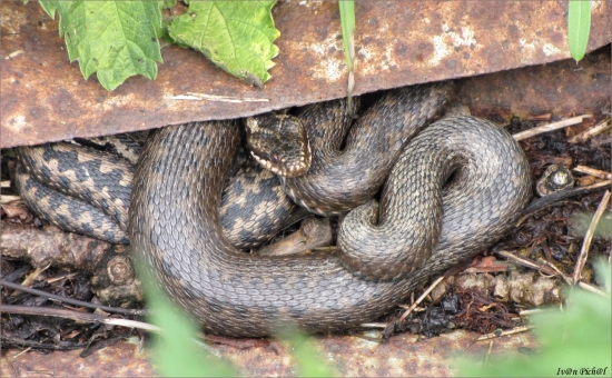 Vipera berus