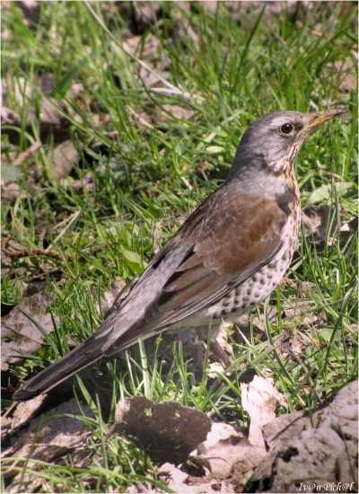 turdus pilaris