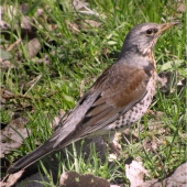turdus pilaris