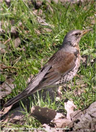 turdus pilaris