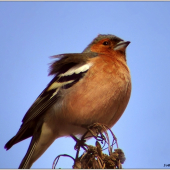 Fringilla coelebs
