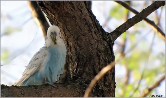 Andulka Melopsittacus undulatus