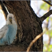 Andulka Melopsittacus undulatus