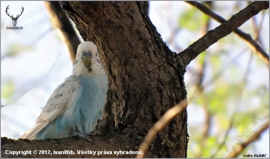 Andulka Melopsittacus undulatus