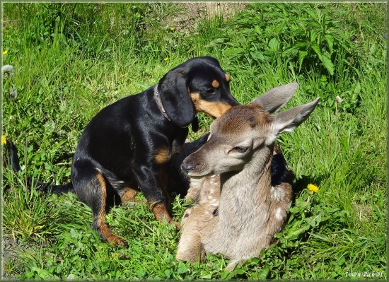 Niečo ti pošepkám (Mám ťa rada)