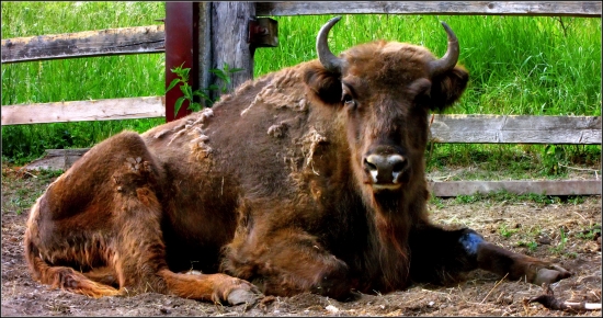 Zubor lesný.